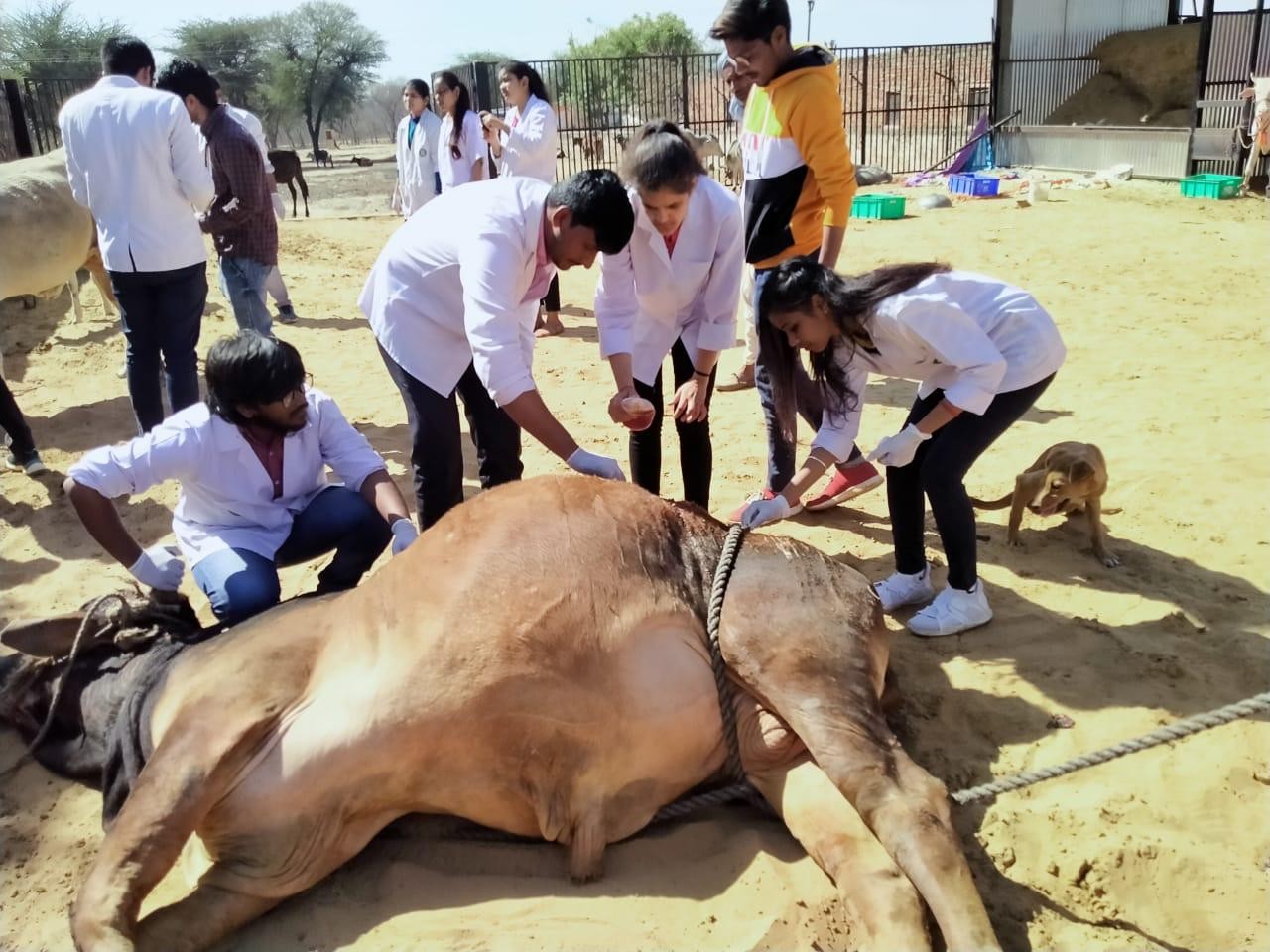 Clinical Training at MJFCVS